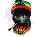 rasta cat