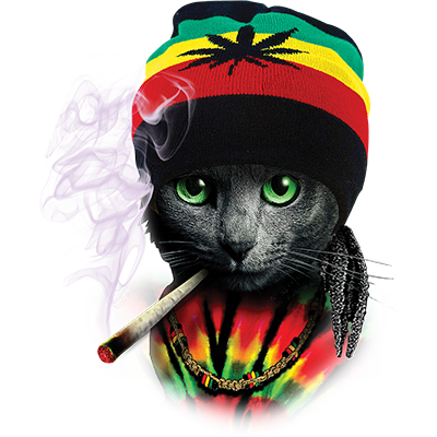 rasta cat